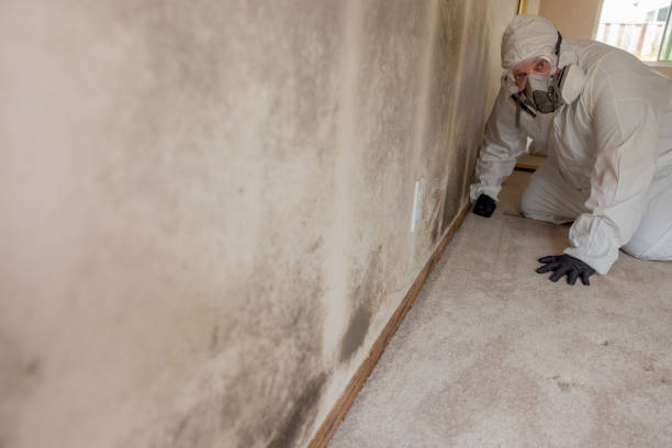 Evergreen, MT Mold Removal Company